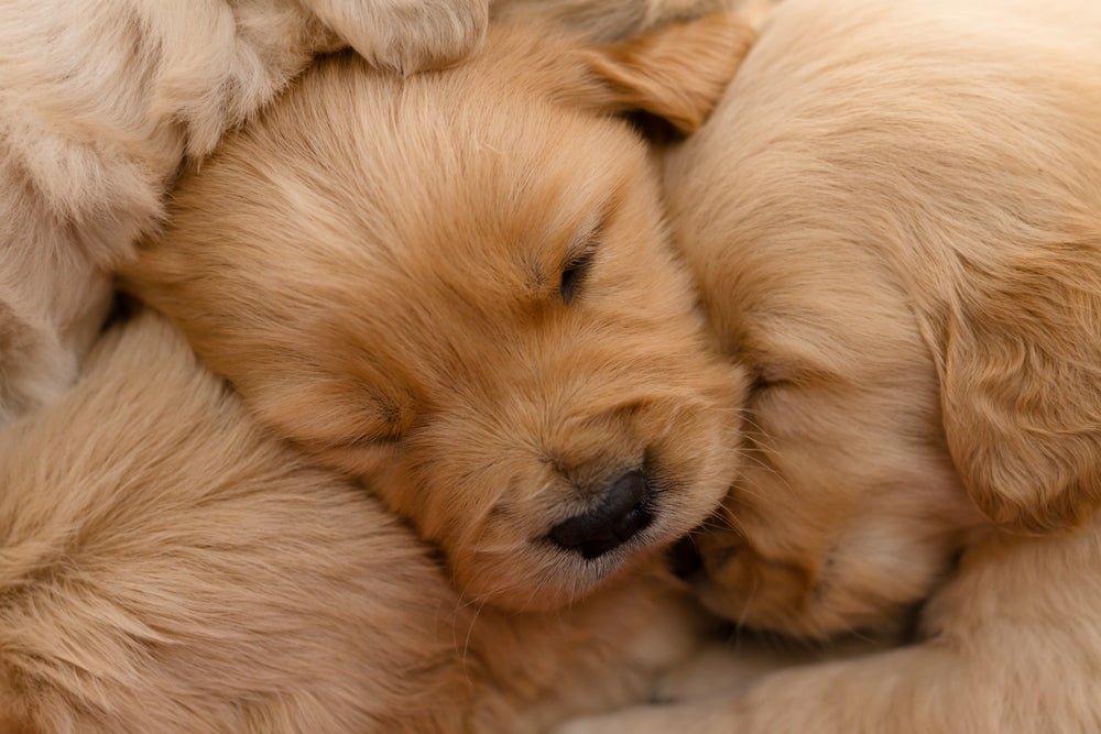 SLEEP......zzzzzz - Time Of Your Life